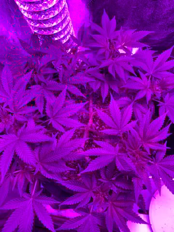 Amnesia Haze (First Ever Grow) — vegetative, day 56