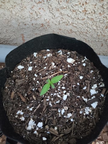 Purple Plum Perfect 💜 & 2 Grape Runtz 🍇 Mainlining garden.  — seedling_rooting, day 18