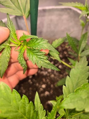 Looking for advice! — vegetative, day 28