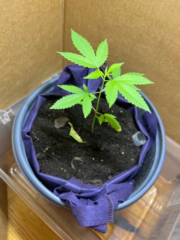 My Devine Conscious  — vegetative, day 30