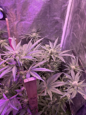 Ak-47 (Fast Verison) and pine Auto  — flower, day 74