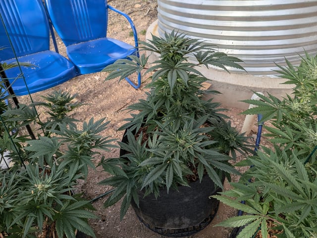 October Start — flower, day 117