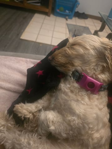 2nd Autoflower Indoor Grow — flower, day 107