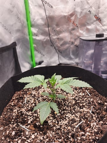 trap n pink — vegetative, day 19