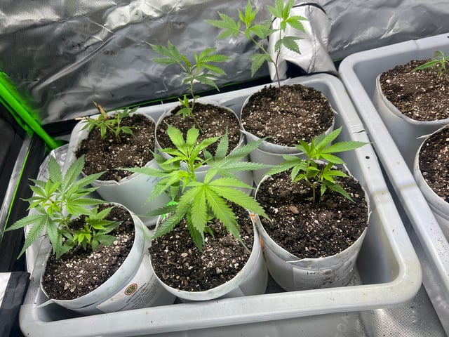 808 — grow_setup, day 6