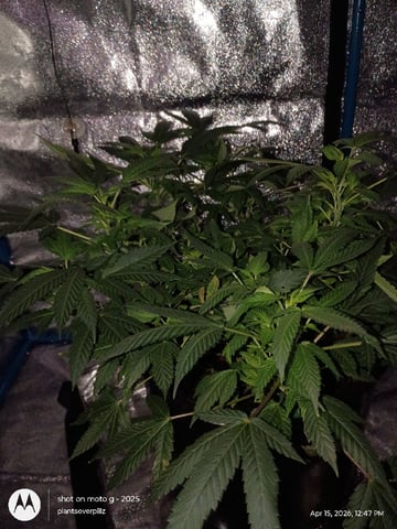 Georgia Pie Female Photo — flower, day 52