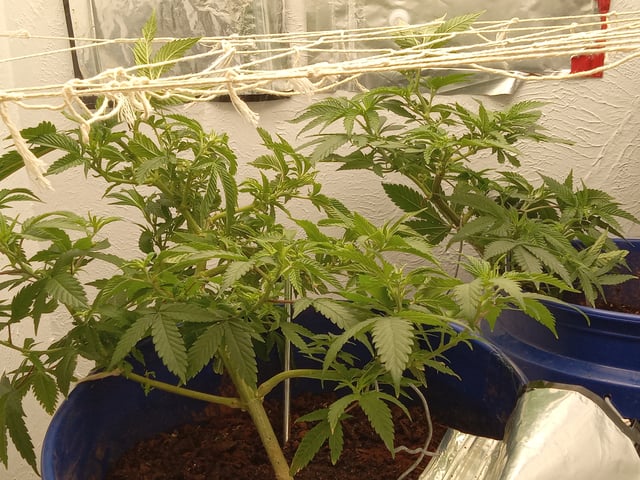 closet grow for veg with a.c infinity air intake fan .With no carbon filter just suction,and spider farmer sf 7000.Then a spider farmer sf tent 4×4×6.5with a G1500 l.e.d from spiderfarmer and spider farmer 6inch clip oscalating fan. — flower, day 28