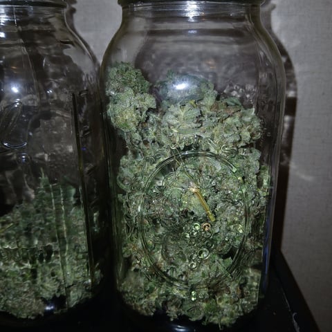 run #3 — harvest, day 118