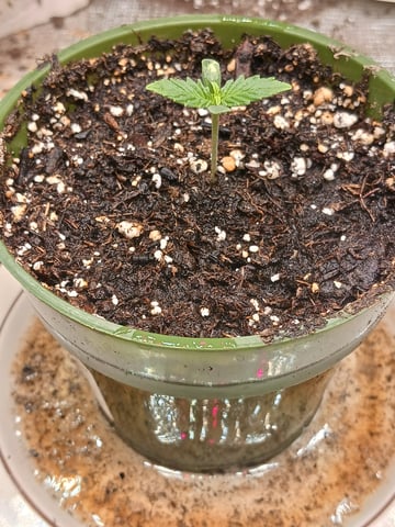 4th grow  — seedling_rooting, day 135
