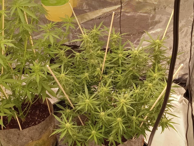   and one L.a kush cake . — flower, day 94