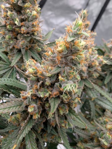 Black African Magic — flower, day 128