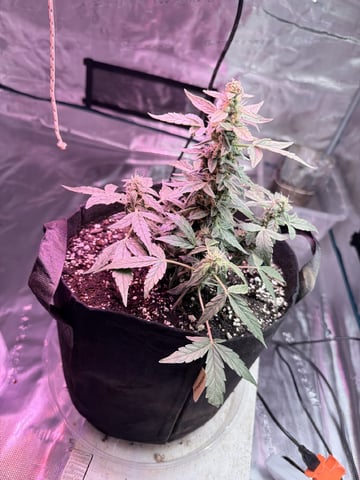4’x8’ Grow1 — vegetative, day 57