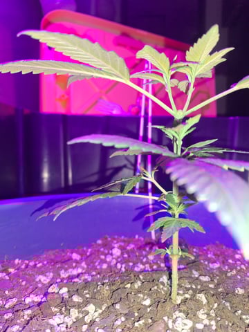 5 Random Seeds in a pot I found in my grinder. — vegetative, day 21