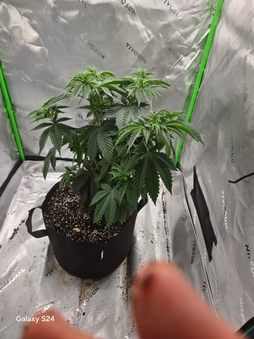 First Time — vegetative, day 8