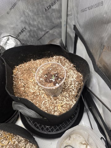 3 More — seedling_rooting, day 1