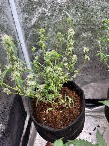  Acapulco gold auto July  — flower, day 47