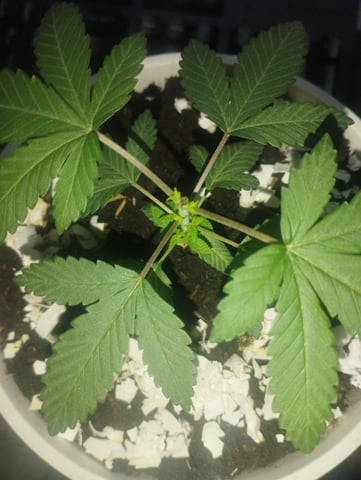 Test 1  — vegetative, day 39