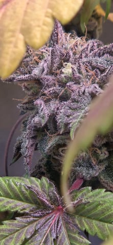 Looking for advice! — flower, day 99