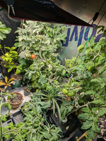 See what grows — vegetative, day 343