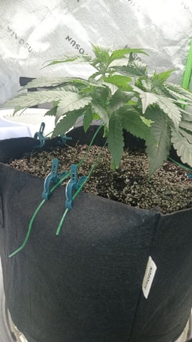 Critical Purple Kush — vegetative, day 48