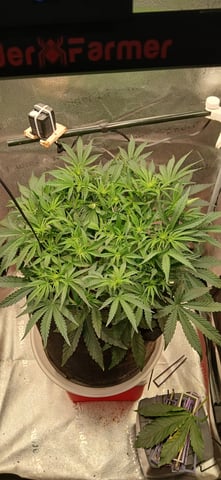 newest ggs setup grow — flower, day 38