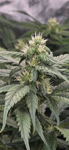 strawberry guava bx — flower, day 3