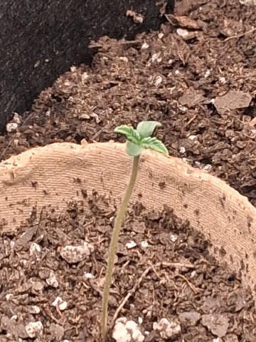 First Indoor Grow  — seedling_rooting, day 8