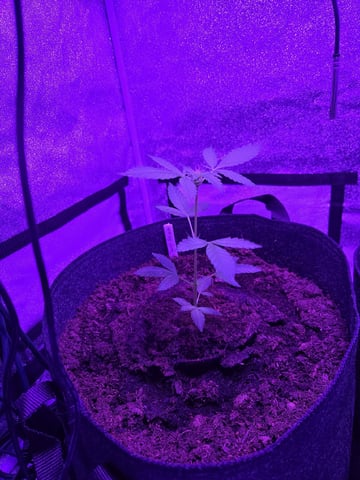 1st Ever Grow