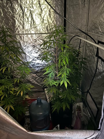 two clones and sour diesel  — flower, day 19