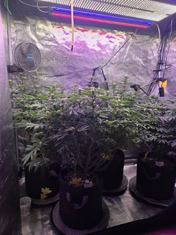 4 strains in 1 tent