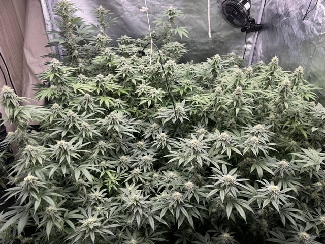 7 Strains 14 Plants  — flower, day 118