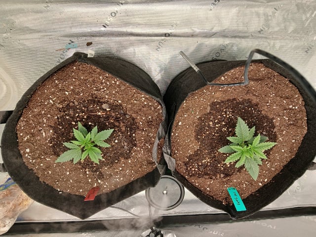 fruity pebbles, cap junky — vegetative, day 26