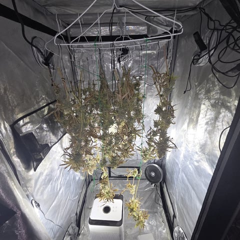 Skunk #1 — harvest, day 175