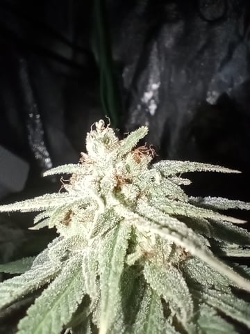 All Aboard!!! — harvest, day 130