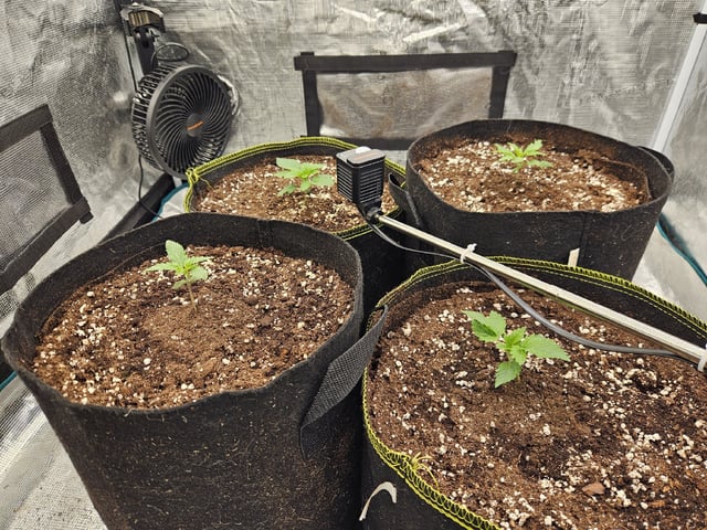 Scary Berries — vegetative, day 19