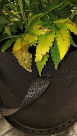 winter grow — vegetative, day 71