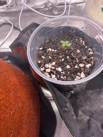 Cabana do Gato — seedling_rooting, day 9