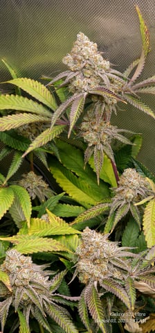 Blasted Genetics  — flower, day 162