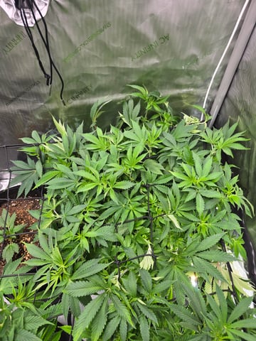 Purple Haze  — vegetative, day 46