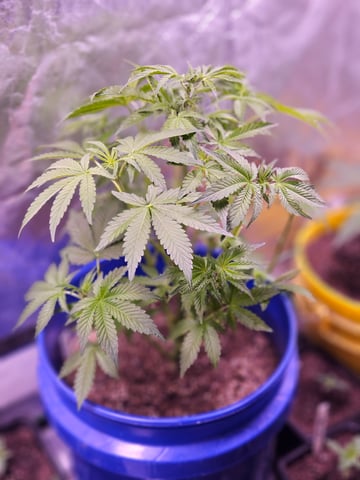 gary poppins — flower, day 55