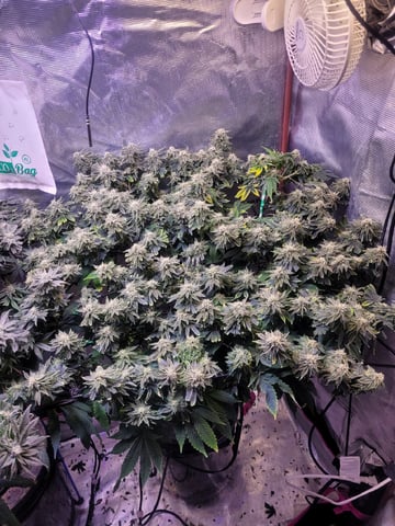 4th Grow — flower, day 3