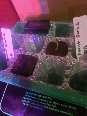 Dream beans burnt garlic — germination, day 2