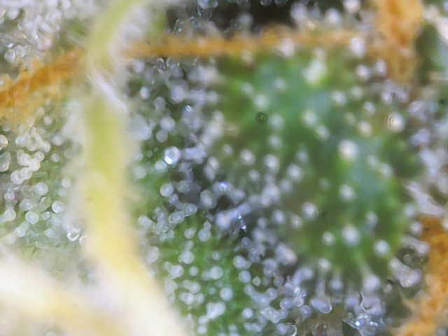 Purple Haze Auto — harvest, day 83