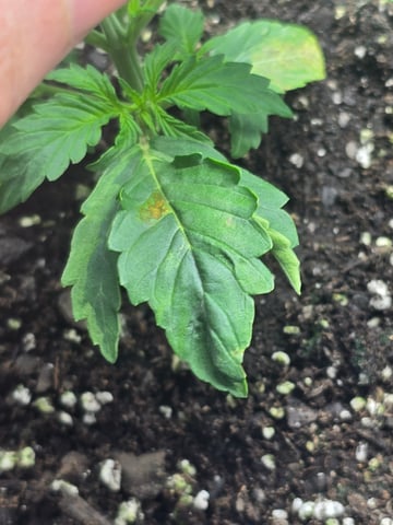 2nd Autoflower Indoor Grow — vegetative, day 19