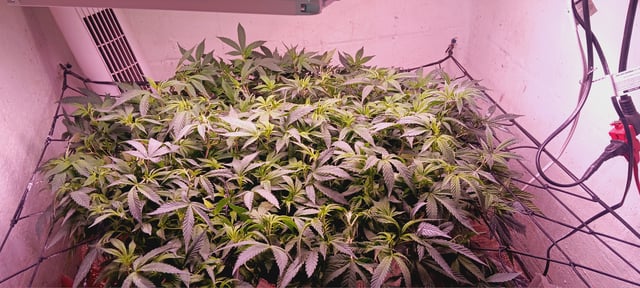 1st — flower, day 1