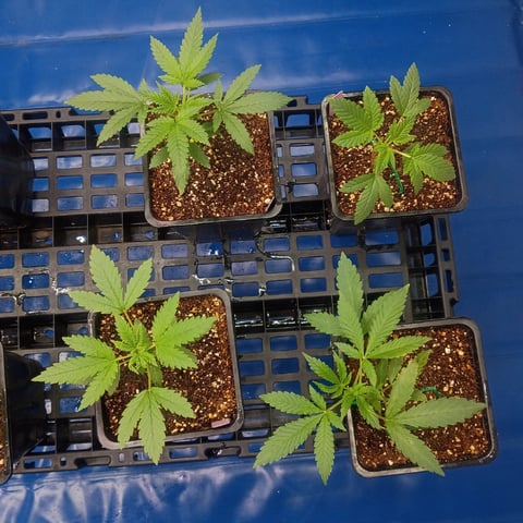Third Grow — vegetative, day 28