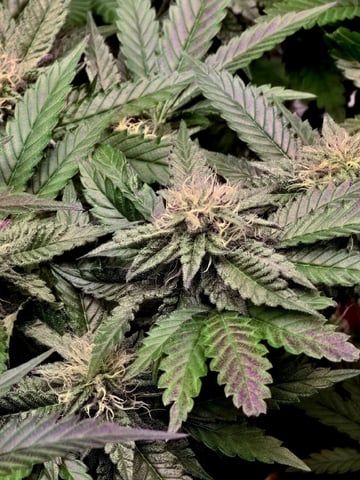 Divine Gelato 3 x Blue Zushi x 44 Photo — flower, day 74