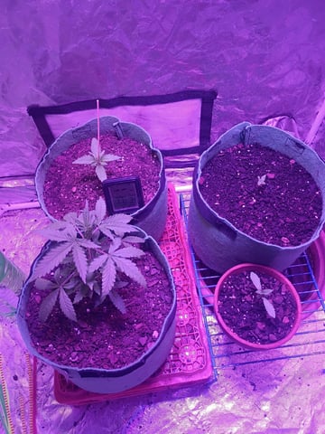First autos  — vegetative, day 28