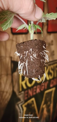 Tester Strain #1  — vegetative, day 43