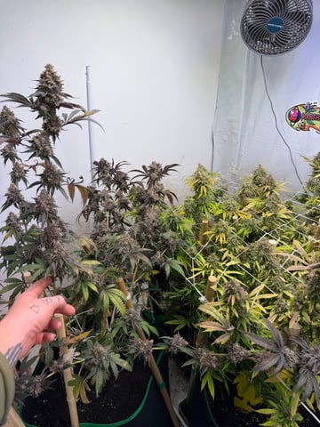 Indoor Grow  — flower, day 206